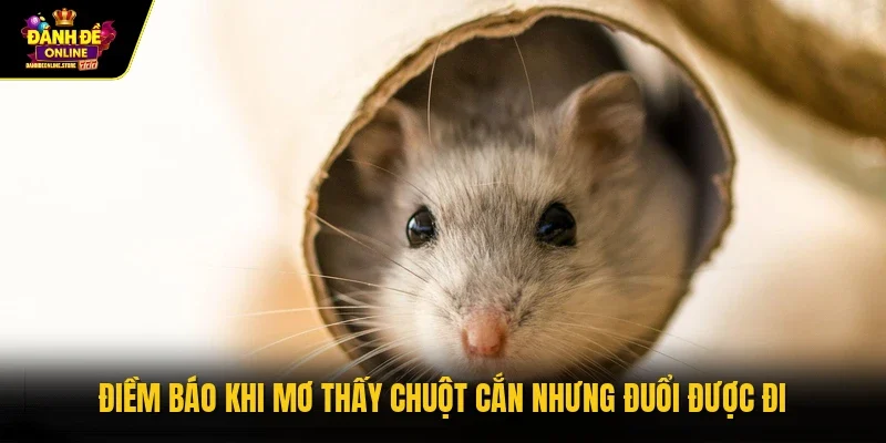 Điềm báo khi mơ thấy chuột cắn nhưng đuổi được đi