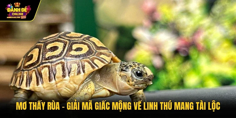 Mơ thấy rùa